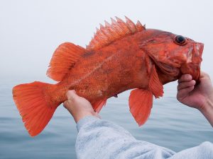 Catching rockfish in southern california – The Outdoor Women