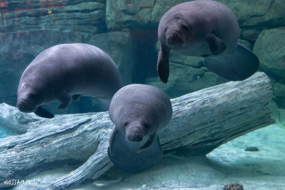 See Manatees Like You Never Have Before – The Outdoor Women