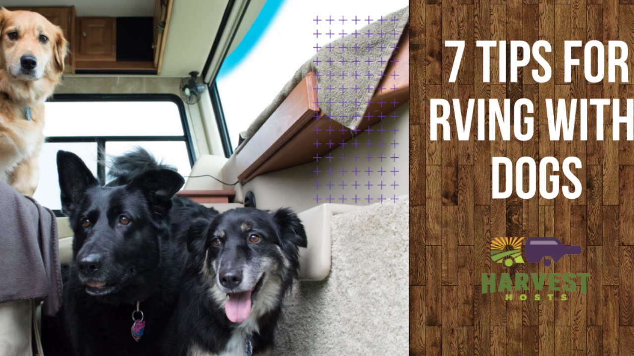 Tips for RV Travel with Your Dog – The Outdoor Women