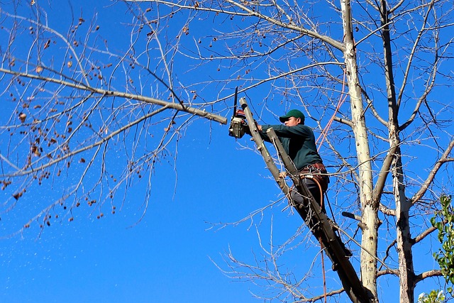 4 Factors to Consider When Choosing the Right Tree Trimming Service